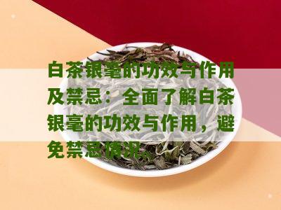 白茶银毫的功效与作用及禁忌：全面了解白茶银毫的功效与作用，避免禁忌情况。