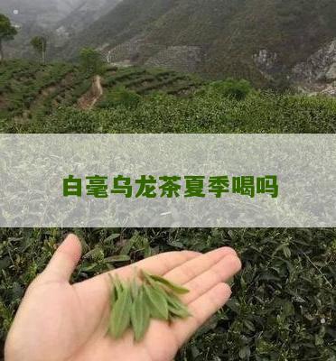 白毫乌龙茶夏季喝吗