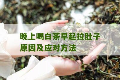 晚上喝白茶早起拉肚子原因及应对方法