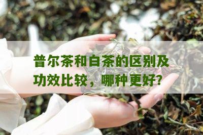 普尔茶和白茶的区别及功效比较，哪种更好？