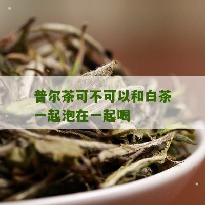 普尔茶可不可以和白茶一起泡在一起喝