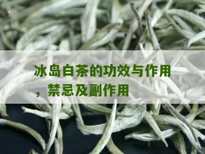 冰岛白茶的功效与作用，禁忌及副作用