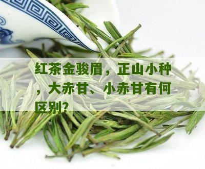 红茶金骏眉，正山小种，大赤甘、小赤甘有何区别？