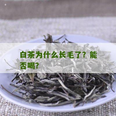 白茶为什么长毛了？能否喝？