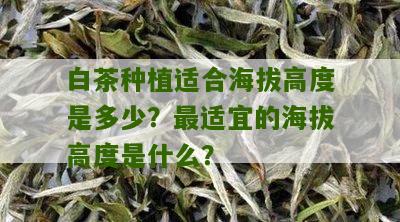 白茶种植适合海拔高度是多少？最适宜的海拔高度是什么？