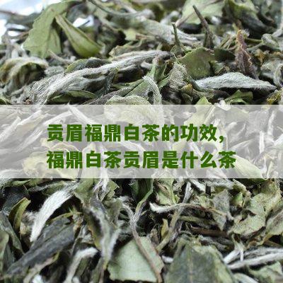 贡眉福鼎白茶的功效,福鼎白茶贡眉是什么茶