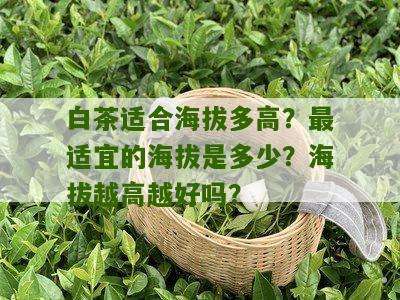 白茶适合海拔多高？最适宜的海拔是多少？海拔越高越好吗？