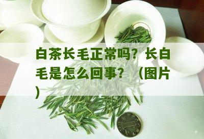 白茶长毛正常吗？长白毛是怎么回事？（图片）