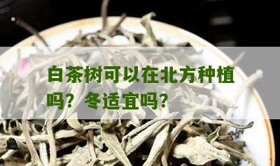 白茶树可以在北方种植吗？冬适宜吗？