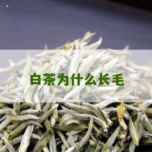 白茶为什么长毛