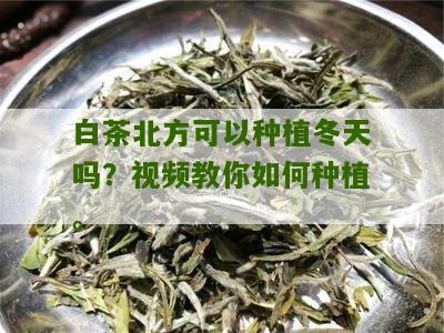 白茶北方可以种植冬天吗？视频教你如何种植。