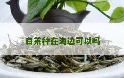 白茶种在海边可以吗