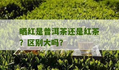 晒红是普洱茶还是红茶？区别大吗？