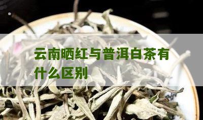 云南晒红与普洱白茶有什么区别