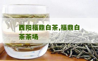 西阳福鼎白茶,福鼎白茶茶场