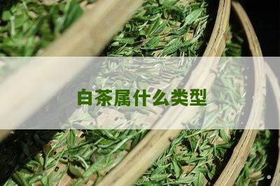 白茶属什么类型