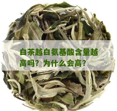 白茶越白氨基酸含量越高吗？为什么会高？