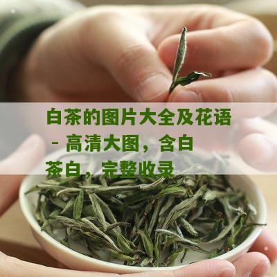 白茶的图片大全及花语 - 高清大图，含白茶白，完整收录