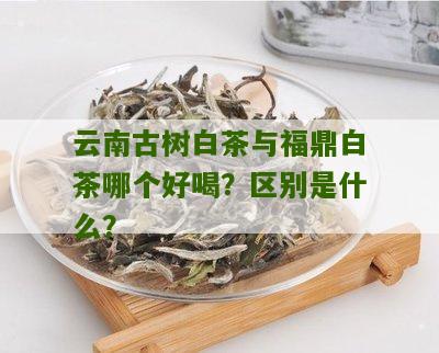 云南古树白茶与福鼎白茶哪个好喝？区别是什么？