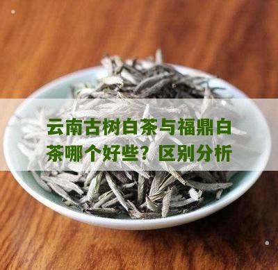 云南古树白茶与福鼎白茶哪个好些？区别分析