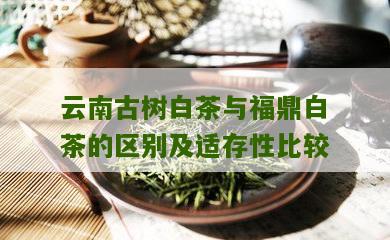 云南古树白茶与福鼎白茶的区别及适存性比较