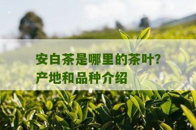 安白茶是哪里的茶叶？产地和品种介绍