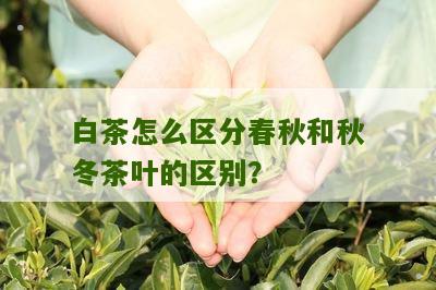 白茶怎么区分春秋和秋冬茶叶的区别？