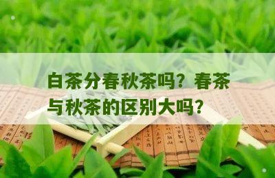 白茶分春秋茶吗？春茶与秋茶的区别大吗？