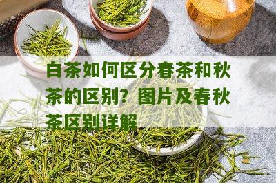 白茶如何区分春茶和秋茶的区别？图片及春秋茶区别详解