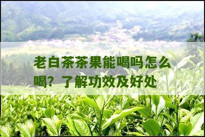 老白茶茶果能喝吗怎么喝？了解功效及好处