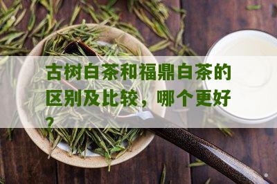 古树白茶和福鼎白茶的区别及比较，哪个更好？