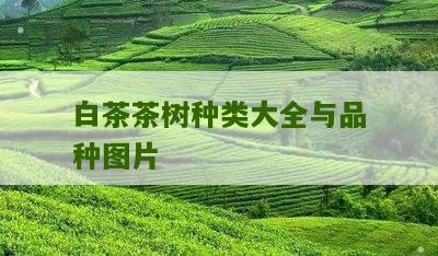 白茶茶树种类大全与品种图片