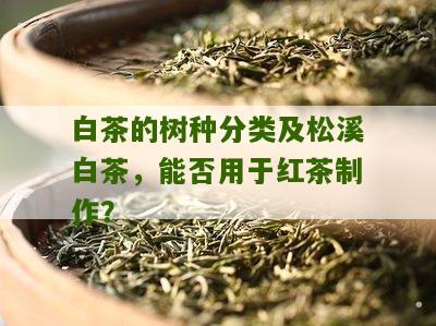 白茶的树种分类及松溪白茶，能否用于红茶制作？