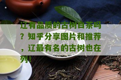 辽有品质的古树白茶吗？知乎分享图片和推荐，辽最有名的古树也在列！