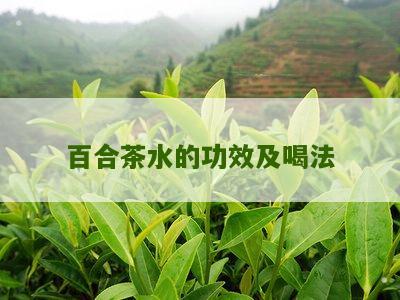 百合茶水的功效及喝法