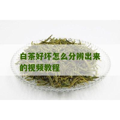 白茶好坏怎么分辨出来的视频教程