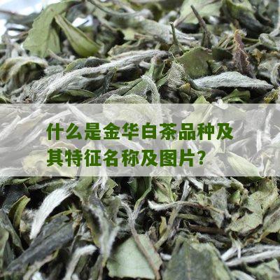 什么是金华白茶品种及其特征名称及图片？