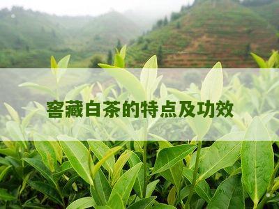 窖藏白茶的特点及功效