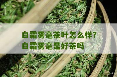 白霜雾毫茶叶怎么样？白霜雾毫是好茶吗