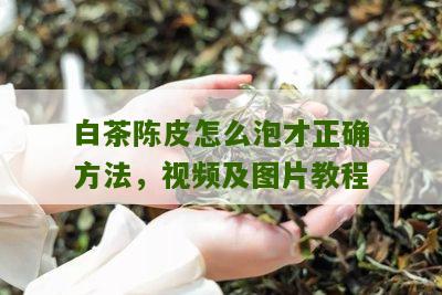 白茶陈皮怎么泡才正确方法，视频及图片教程