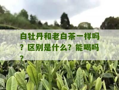 白牡丹和老白茶一样吗？区别是什么？能喝吗？