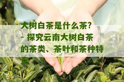 大树白茶是什么茶? - 探究云南大树白茶的茶类、茶叶和茶种特点