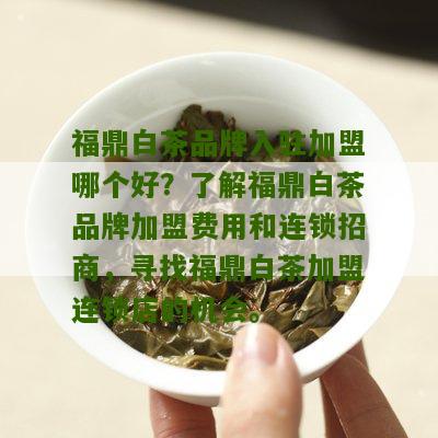 福鼎白茶品牌入驻加盟哪个好？了解福鼎白茶品牌加盟费用和连锁招商，寻找福鼎白茶加盟连锁店的机会。