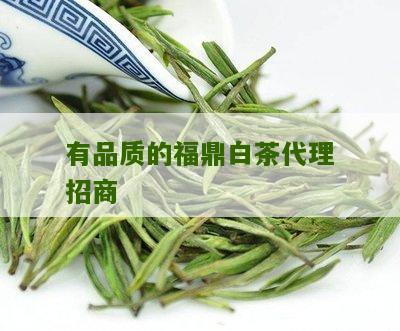 有品质的福鼎白茶代理招商