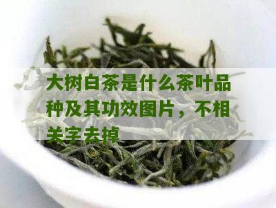 大树白茶是什么茶叶品种及其功效图片，不相关字去掉