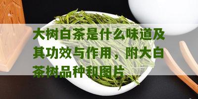 大树白茶是什么味道及其功效与作用，附大白茶树品种和图片