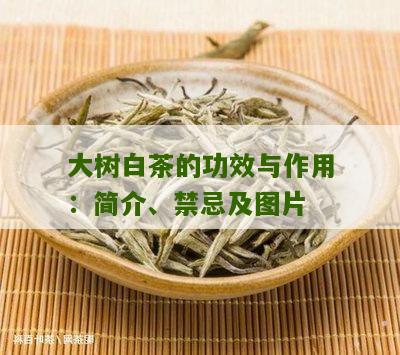 大树白茶的功效与作用：简介、禁忌及图片