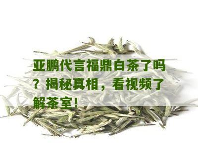 亚鹏代言福鼎白茶了吗？揭秘真相，看视频了解茶室！