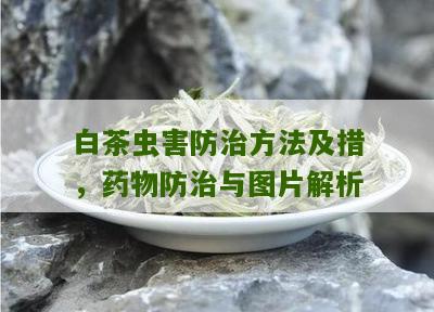 白茶虫害防治方法及措，药物防治与图片解析