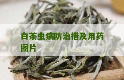 白茶虫病防治措及用药图片